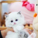 강남고양이분양 스타돌스 이미지