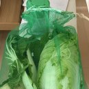 주원이의 무🥬 요리 -파프리카 깍두기 이미지