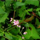 사광농장 이미지