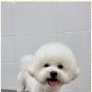 멍멍살롱 이미지