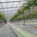 정형농장 이미지