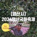 중부-현장-중부-275 | [양산시] 2024 <양산국화축제> 기본정보와 축제장을 미리 다녀와서(주차, 기간) 2024.10.20