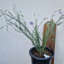 리눔(LINUM)
