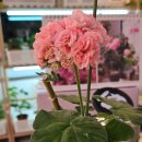 러블리 몽 이미지