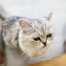 아이와 함께한 고양이 카페 (캣플헤븐 앨리웨이 광교점 방문 후기)