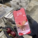 호주농장 | [호주워홀] 세컨비자 농장 3번 뛴 여자의 농장 후기(체리팩킹, 메론팩킹, 상추픽킹)