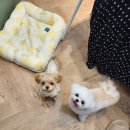 펍스에비뉴