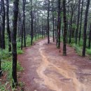 황토와소나무 이미지