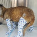 박순석동물메디컬센터 이미지