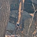 오색딱따구리가 나무를 쪼고 있습니다.(2024.2.9.금.) 이미지
