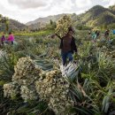 푸마농장 이미지