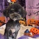 (무) | 거제동애견미용 말랑멍무 후기🐶✨ 까다로운 말티푸도 큐티뽀짝하게