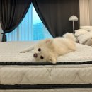 선원면-8 | 매트리스 추천 벨로침대 지바겐 킹사이즈 7개월 내돈내산 실사용후기