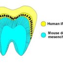 인간의 소변 유도 만능 줄기 세포로 재생 치아 육성 이미지