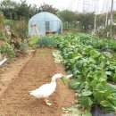 낭만농장 이미지