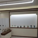 리안헤어고양