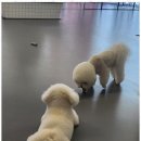 리츠펫 이시아폴리스점 | 대구애겨미용 우리 강아지의 천국, 리츠펫 애견유치원 후기