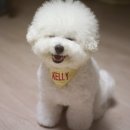 마리애견 이미지