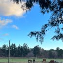 제동농장 이미지