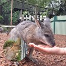시드니 여행 페더데일 동물원 쿼카만지기📷내돈내산 후기(먹이주기 꿀팁 포함)- PJ 페더데일 오픈런...