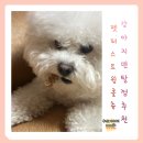 퍼스동물병원 | 강아지 덴탈껌 추천 구강 케어 가능한 펫퍼스 트윙클츄 급여 후기