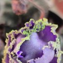 베니스PC 이미지