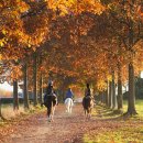 펫(PET)과 함께 이미지