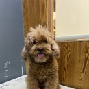 도도그루밍 이미지