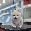 꼬리치랑개 이미지