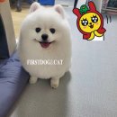 퍼스트 독 앤 캣 이미지