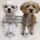 369 | [개육아템] 강아지 알러지·피부건조 완화! 닥터아나 바르는 오메가 369 오일 후기