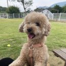 댕댕그라운드 이미지