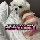 영국동물병원 | [제품] 엘녹스 아이드롭 영국 강아지 탄망액으로 냉이 눈 예뻐졌어요 !!