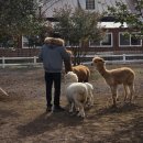 염소왕국 | 제주 길갈팜랜드, "댕댕이 빙의한 염소 vs 깡패 알파카" 침 맞고 도망간 썰 (ft. 아빠의 수난)