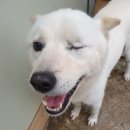 강아지 공화국 이미지