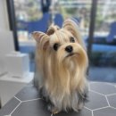 그루밍쇼 | 대구 달서구 애견미용 그루밍쇼타임 | 요크셔테리어_미르 목욕케어 후기 (요키 털관리 꿀팁)