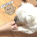 얌마과일 이미지