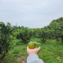 제주 농약안친 극조생귤 🍊 엄청 저렴하게( 10kg : 2만2천원! ) 판매합니다!^^ 이미지