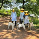 오늘도 김포에 강아지들 봉사 다녀왔습니다!! 이미지