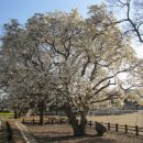 석교초등학교 이미지