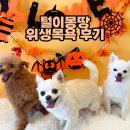 털이몽땅 이미지