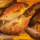 스카이 좌대낚시터 이미지