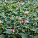 연못민박 이미지