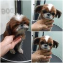 까끼애견미용 이미지