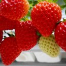 덕보농장 이미지