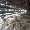 활공농장 이미지