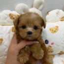 부산강아지분양앨리펫