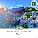 나무드론 - 중구 종가로 313 | 제주 수국 명소 제주도 동쪽 가볼만한곳 혼인지 드론쇼 관람후기