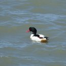 낙동강오리알 이미지