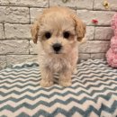 헬로펫 효자점 이미지